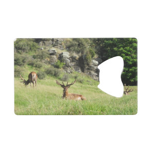 New Zealand Stags