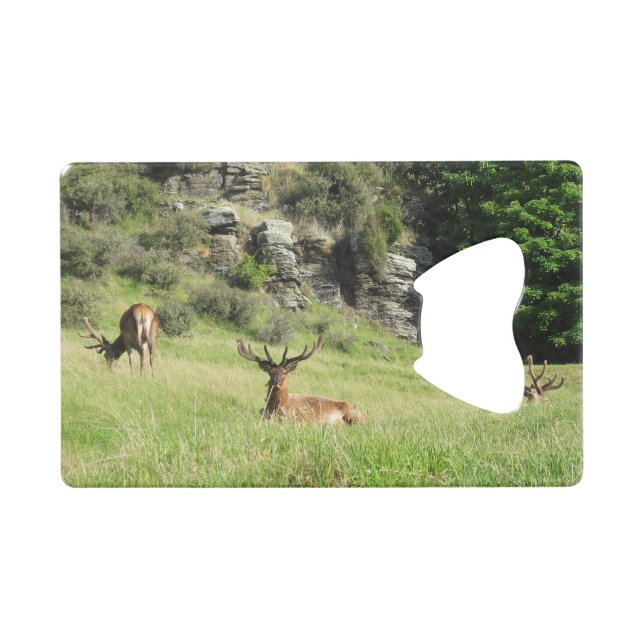 New Zealand Stags (Front (Horizontal))