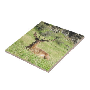 New Zealand Stags Ceramic Tile