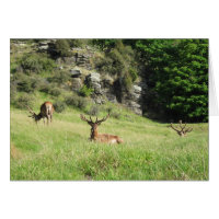 New Zealand Stags Greeting Card