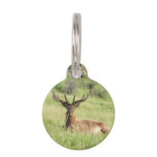 New Zealand Stags Pet Tag