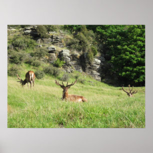 New Zealand Stags Poster