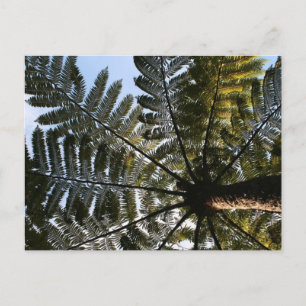 New Zealand Tree Fern Postcard