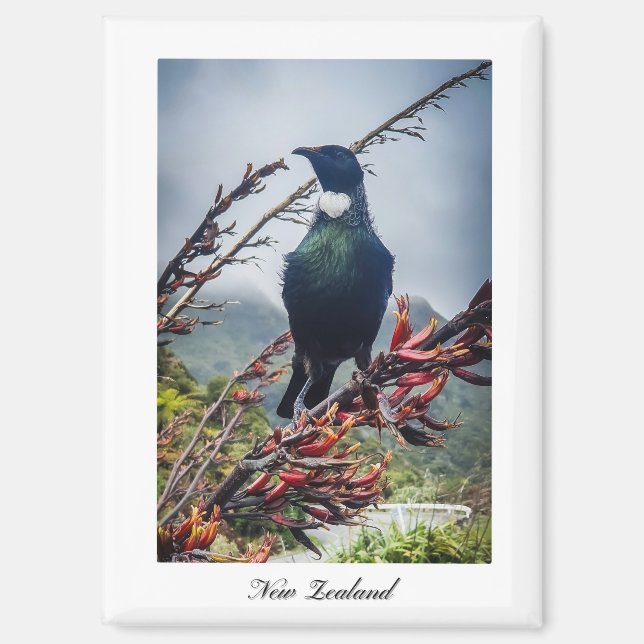 New Zealand Tui Bird Magnet  (Front)