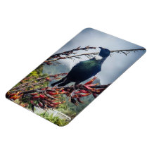 New Zealand Tui Magnet