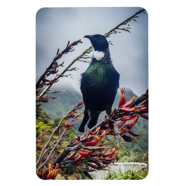 New Zealand Tui - Photography on Magnet (Vertical)