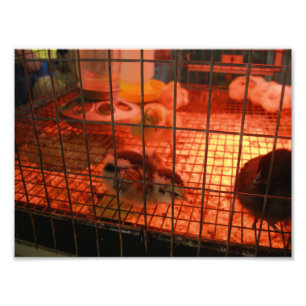 Newborn Baby Chick in Incubator Photo Print