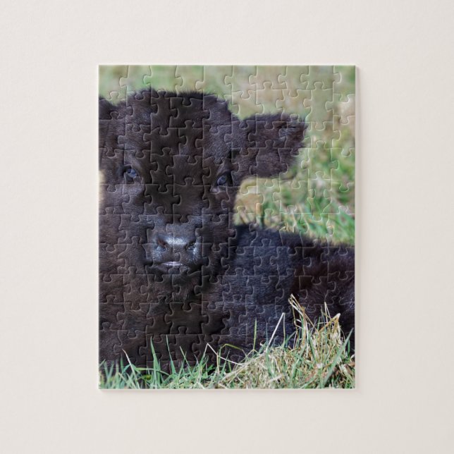 Newborn black scottish highlander calf lying jigsaw puzzle (Vertical)