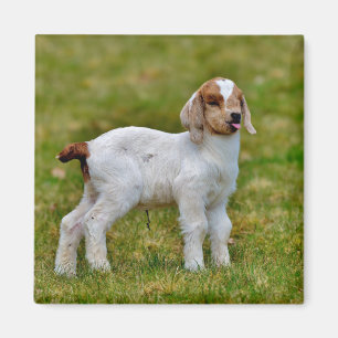 Newborn Boer Goat Kid Magnet