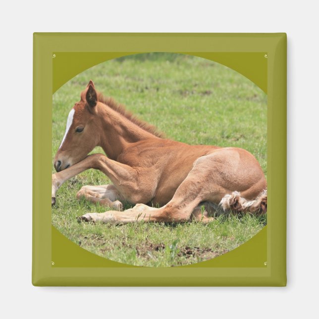 Newborn Colt Magnet (Front)