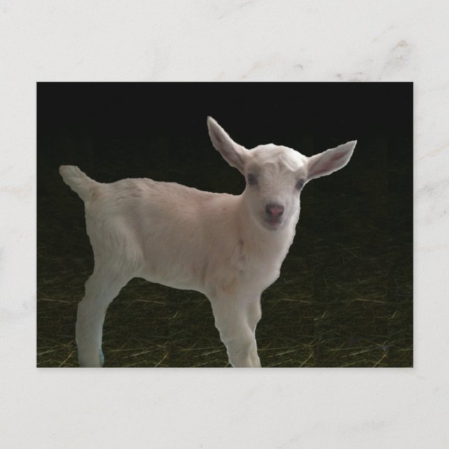 Newborn Doeling Postcard (Front)