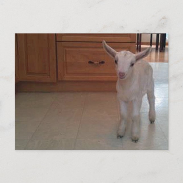 Newborn Doelings Postcard (Front)