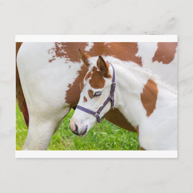 Newborn foal white brown with horse.JPG Postcard (Front)