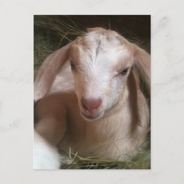 Newborn golden goat kid postcard (Front)