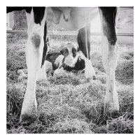 Newborn Holstein Calf
