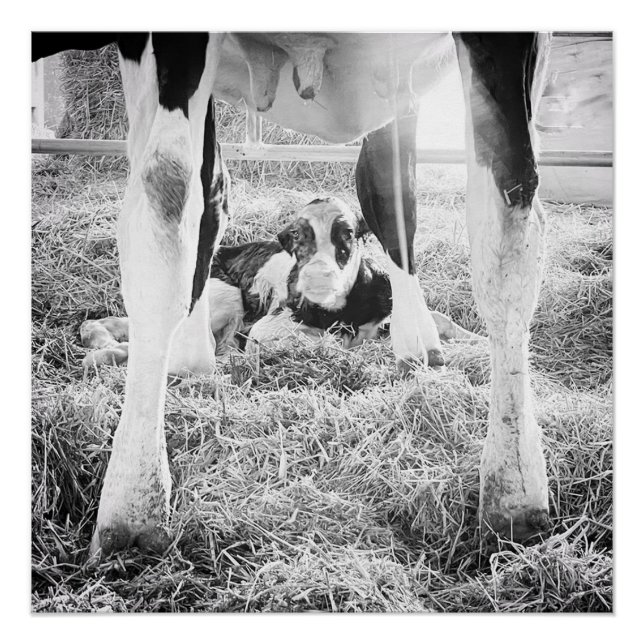 Newborn Holstein Calf Poster (Front)