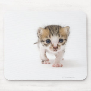 Newborn kitten mouse pad