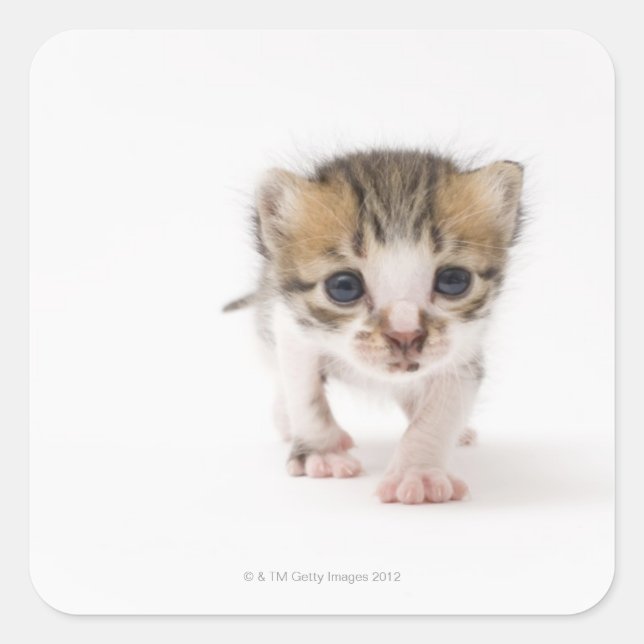 Newborn kitten square sticker (Front)