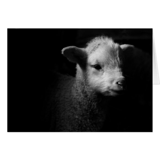 Newborn Lamb (Front Horizontal)
