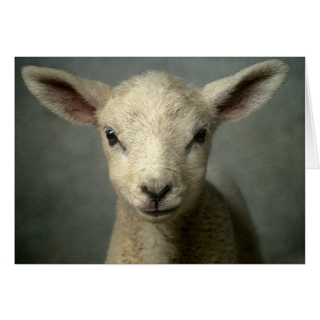Newborn Lamb (Front Horizontal)