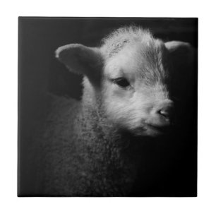 Newborn Lamb Ceramic Tile
