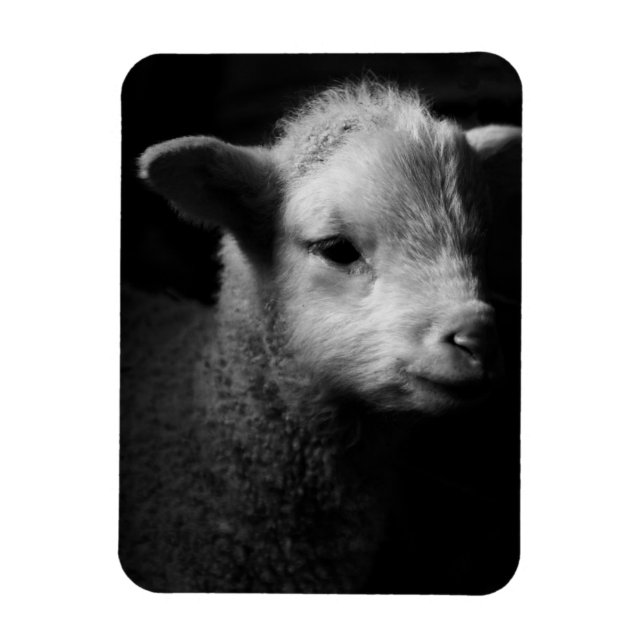 Newborn Lamb Magnet (Vertical)