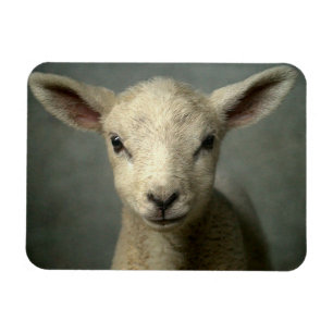 Newborn Lamb Magnet