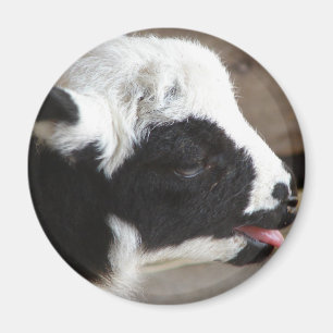 Newborn Lamb Magnet