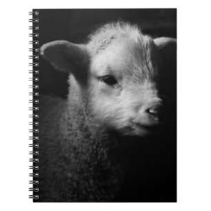 Newborn Lamb Notebook