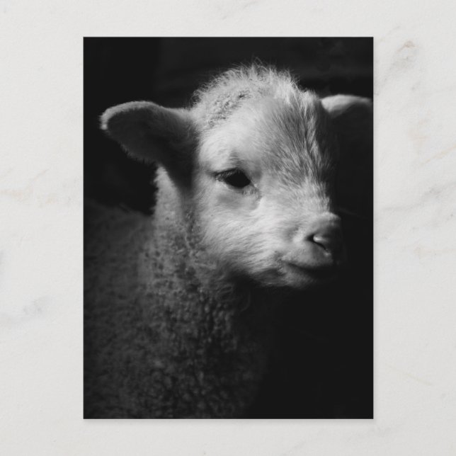 Newborn Lamb Postcard (Front)