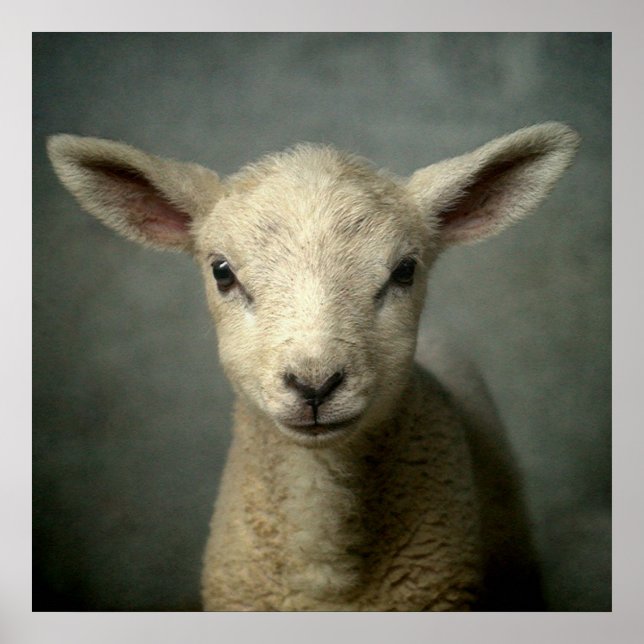 Newborn Lamb Poster (Front)