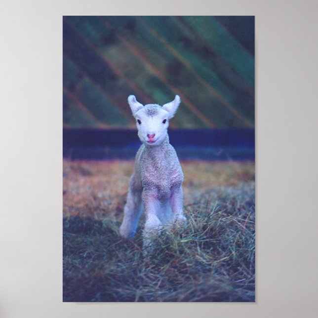 Newborn Lamb Poster (Front)