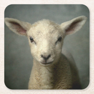 Newborn Lamb Square Paper Coaster