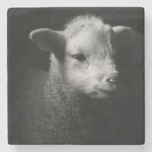 Newborn Lamb Stone Coaster