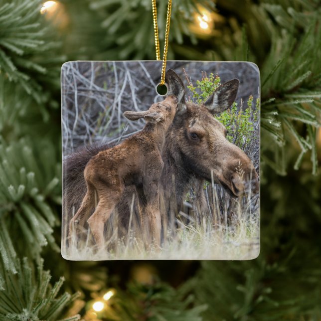 Newborn Moose Calf Nuzzling its Mother Ceramic Ornament (Tree)