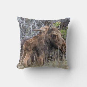 Newborn Moose Calf Nuzzling its Mother Cushion