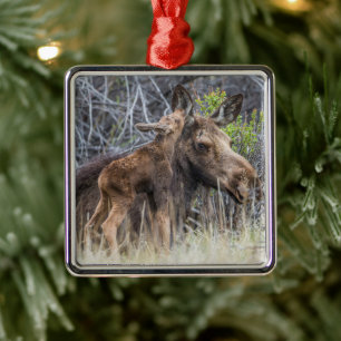 Newborn Moose Calf Nuzzling its Mother Metal Ornament