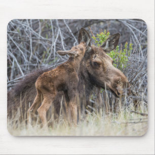 Newborn Moose Calf Nuzzling its Mother Mouse Pad