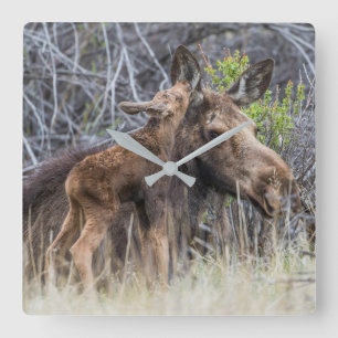 Newborn Moose Calf Nuzzling its Mother Square Wall Clock