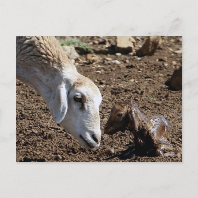 Newborn Postcard (Front)