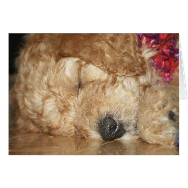 Newborn Series-02 (Front Horizontal)