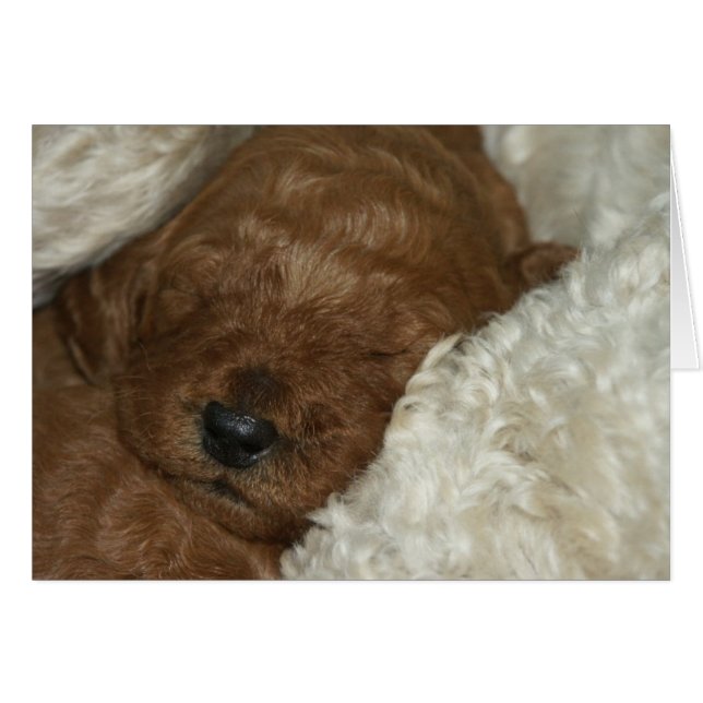 Newborn Series-04 (Front Horizontal)