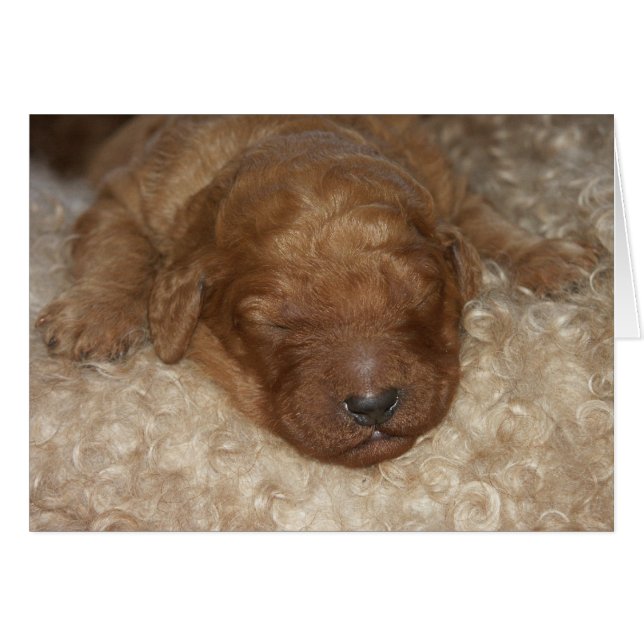 Newborn Series-10 (Front Horizontal)