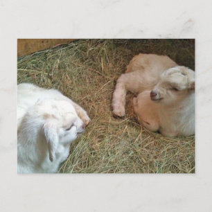 Newborn Twin Bucklings Postcard
