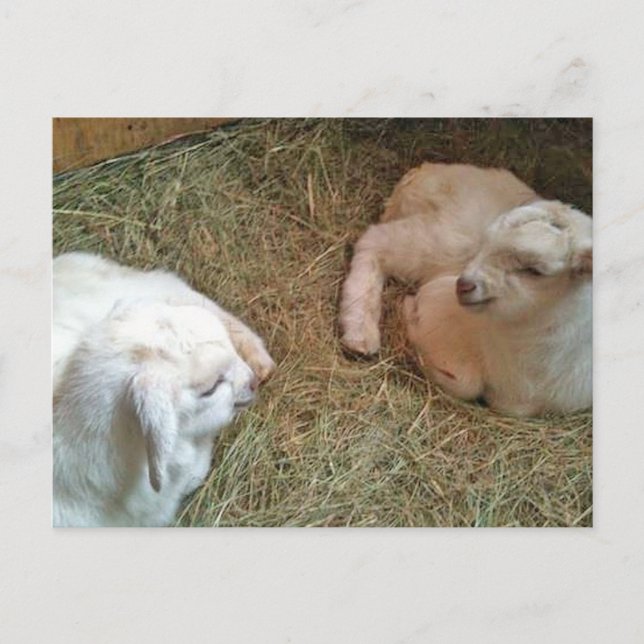 Newborn Twin Bucklings Postcard (Front)