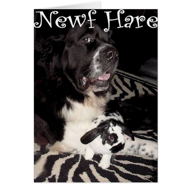 Newf Hare (Front)