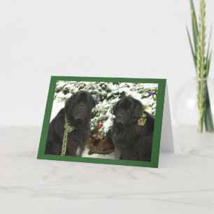 Newfie Christmas Holiday Card