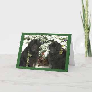 Newfie Christmas Holiday Card