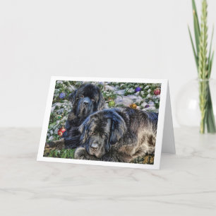 Newfie Holiday Wishes