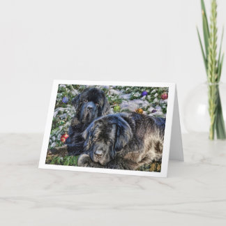 Newfie Holiday Wishes Card